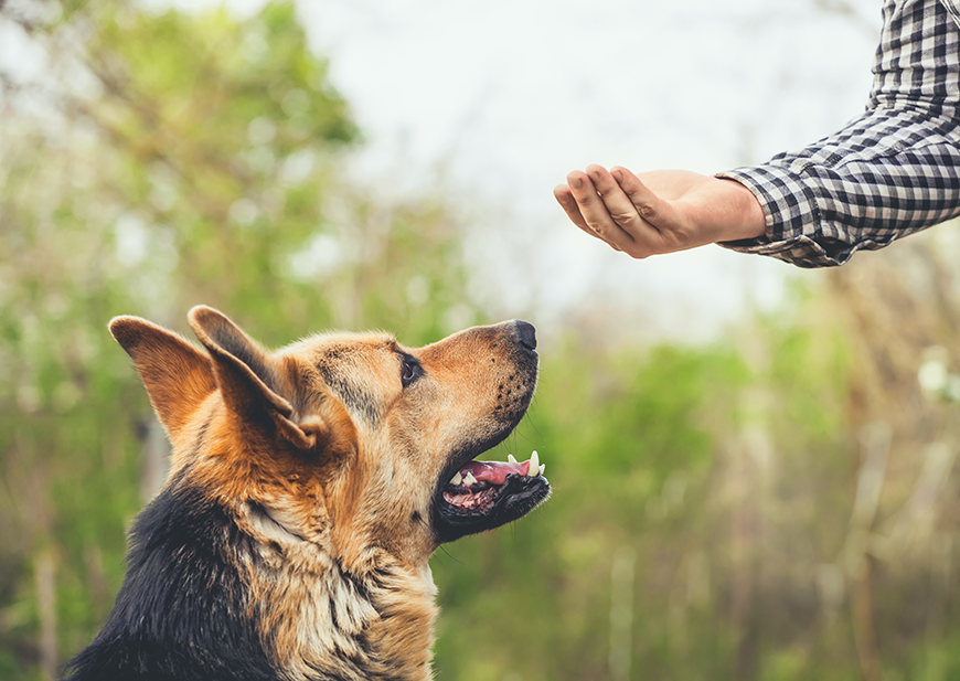 training reward for your dog