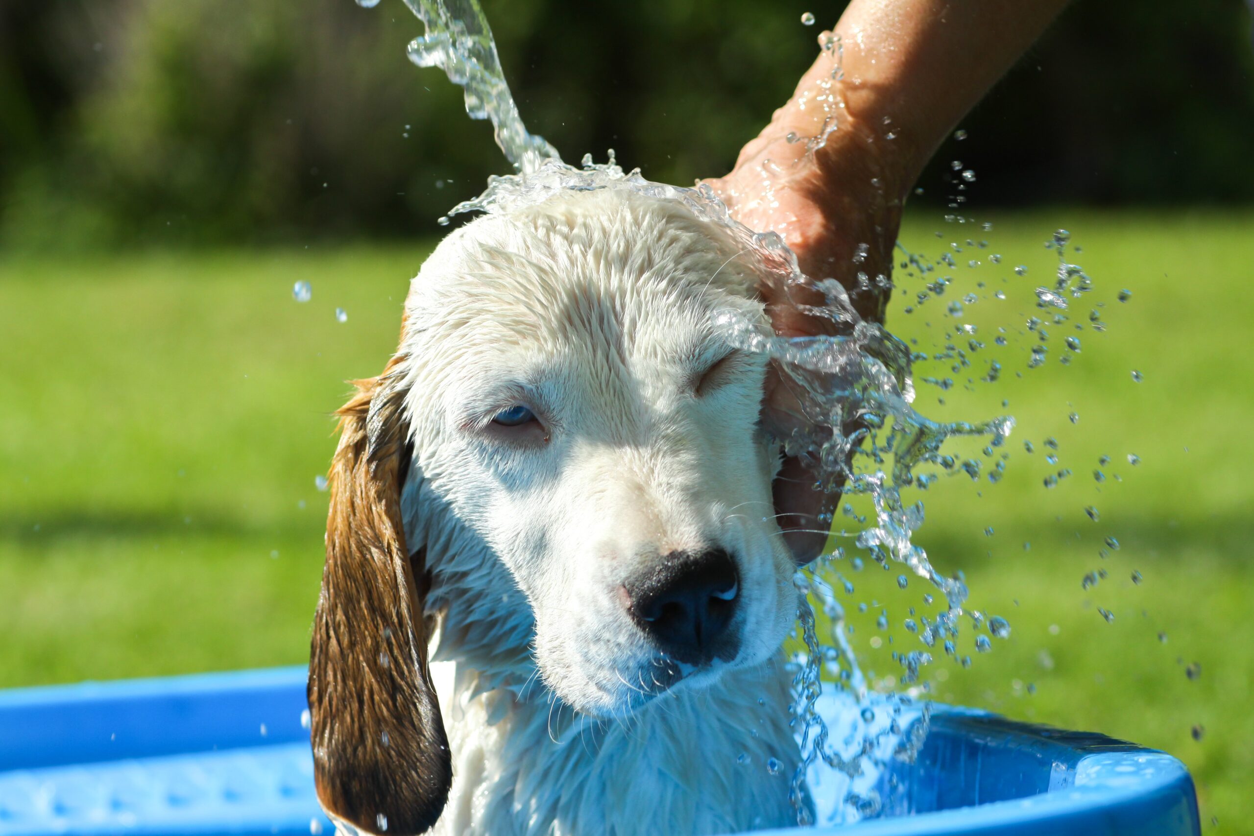 tips for grooming your dog