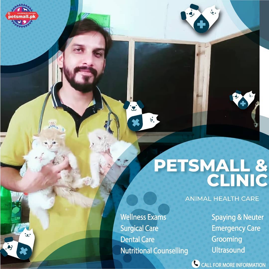  Cats' Viruses and Infections: Treatment at Petsmall.Pk and Pets Clinic