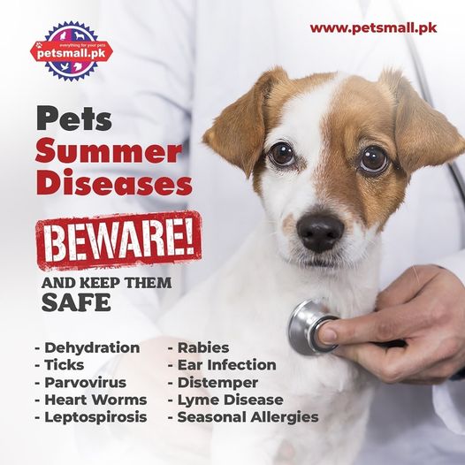 Keeping Your Pets Safe in the Summer Heat: Tips for Pet Owners