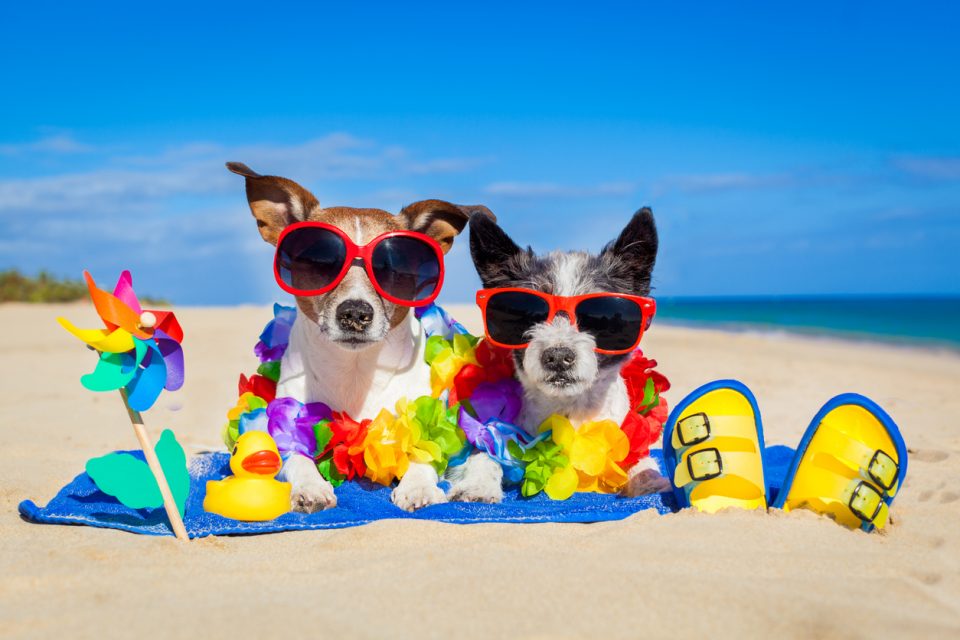 Keeping Your Pets Safe in the Summer Heat: Tips for Pet Owners