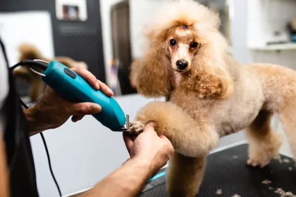 Dental and Grooming: The Key to a Healthy and Happy Pet