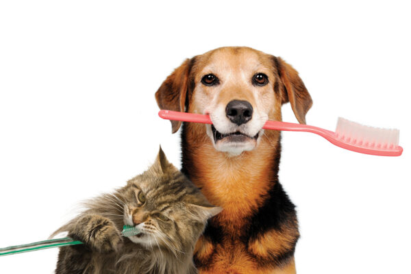 Dental and Grooming: The Key to a Healthy and Happy Pet