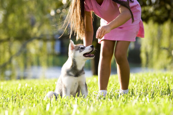Obedience Training of your dog