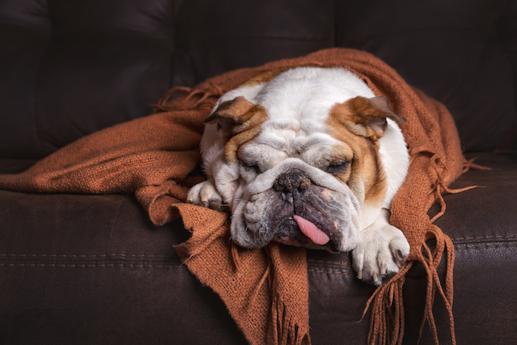 canine influenza in dogs