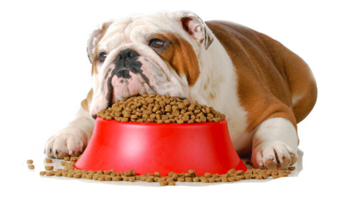 The epidemic of pet obesity is a growing crisis that demands urgent attention and collective action.