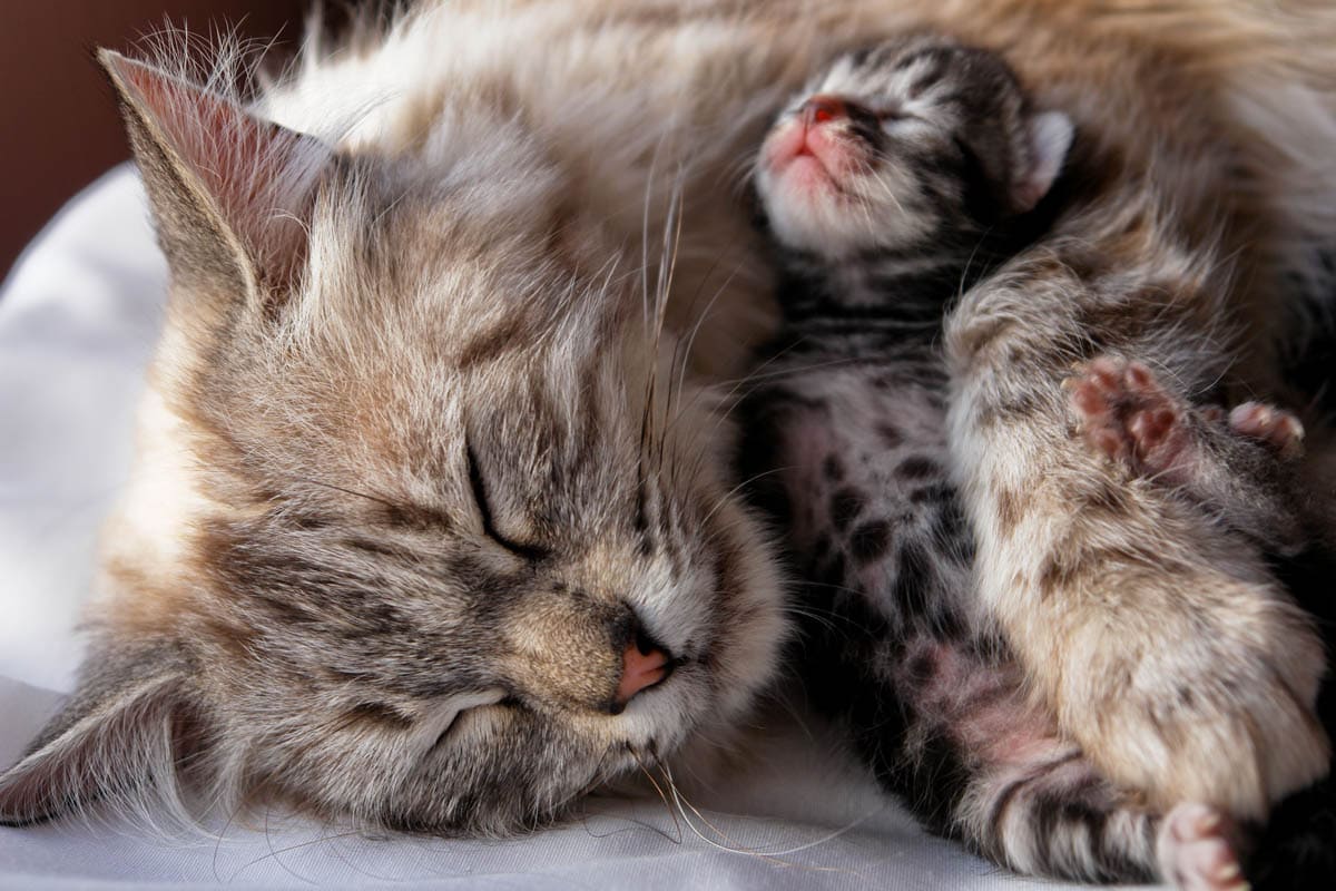 Eclampsia is a serious condition that can catch cat owners off guard, but we can better protect our furry companions with knowledge