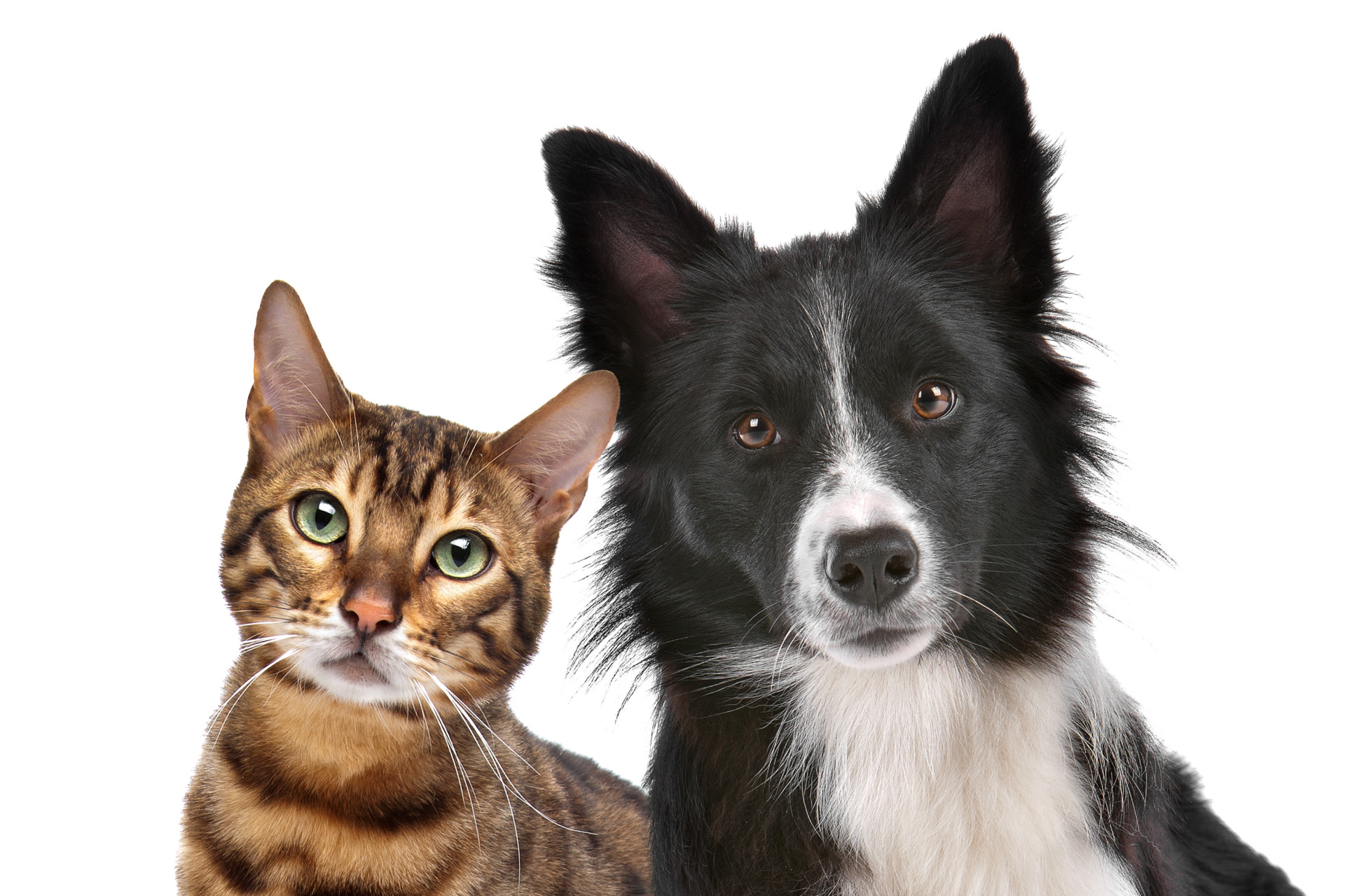 Heartworms in Cats and Dogs