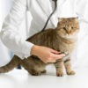 Understanding Common Cat Health Issues: A Guide for Cat Owners