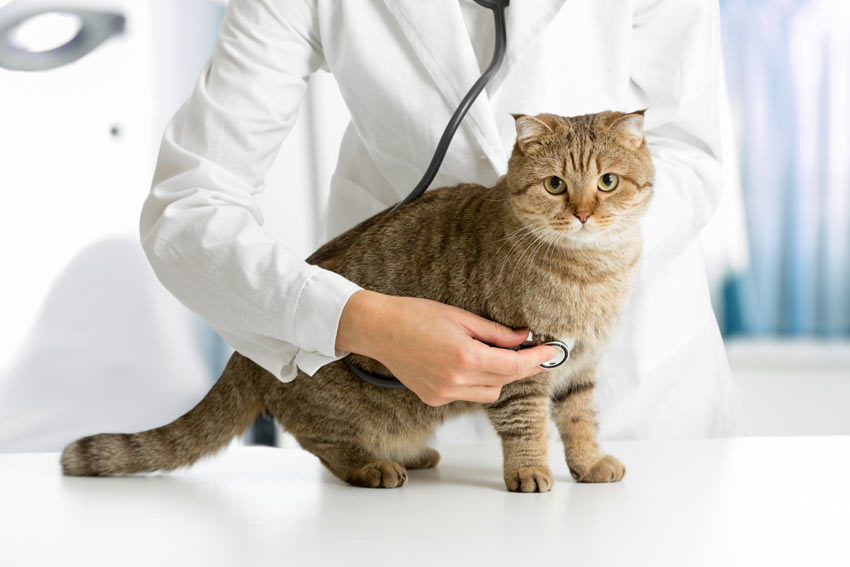 Understanding Common Cat Health Issues: A Guide for Cat Owners
