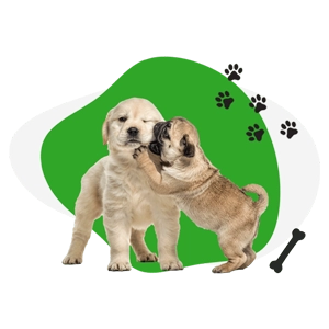 Dog Accessories