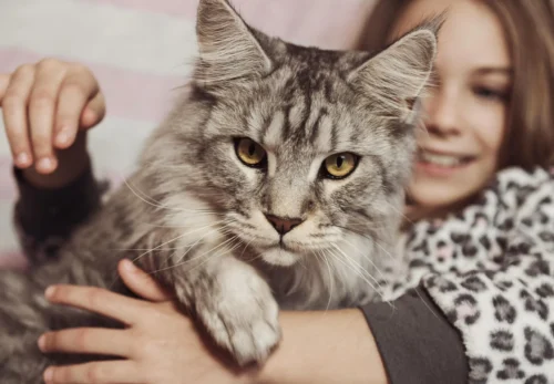 The Ultimate Guide to Cat Care: Tips for Keeping Your Feline Friend Happy and Healthy