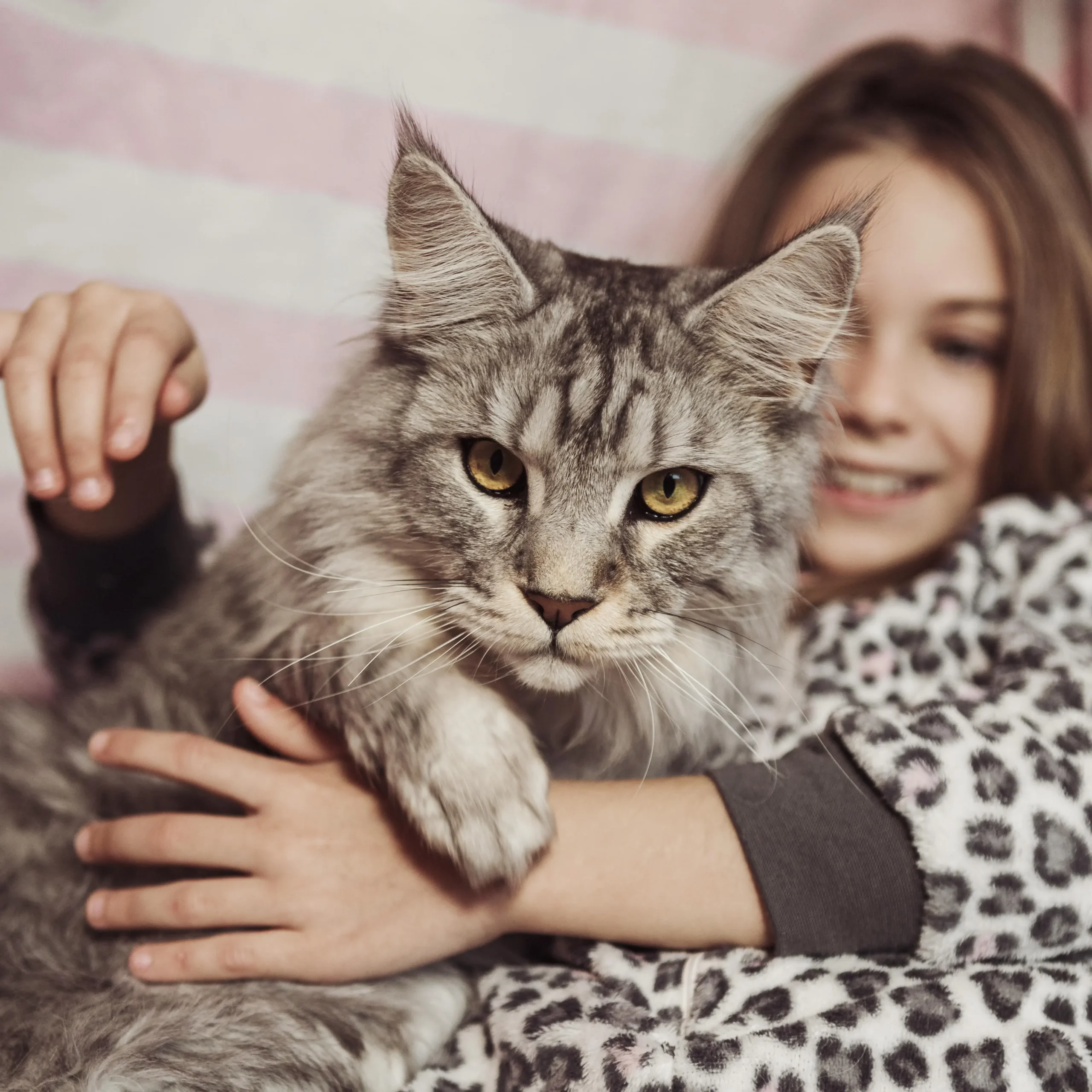 The Ultimate Guide to Cat Care: Tips for Keeping Your Feline Friend Happy and Healthy
