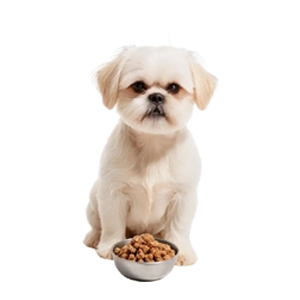 Dog Supplies